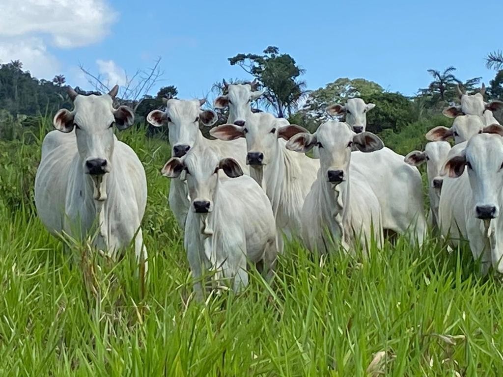 Roraima mais que triplica exportação de gado em 2025