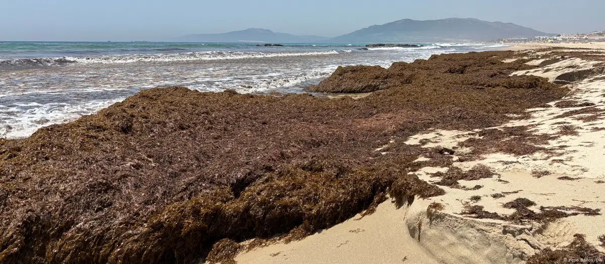 Como alga invasora ameaça pesca e turismo no Mediterrâneo