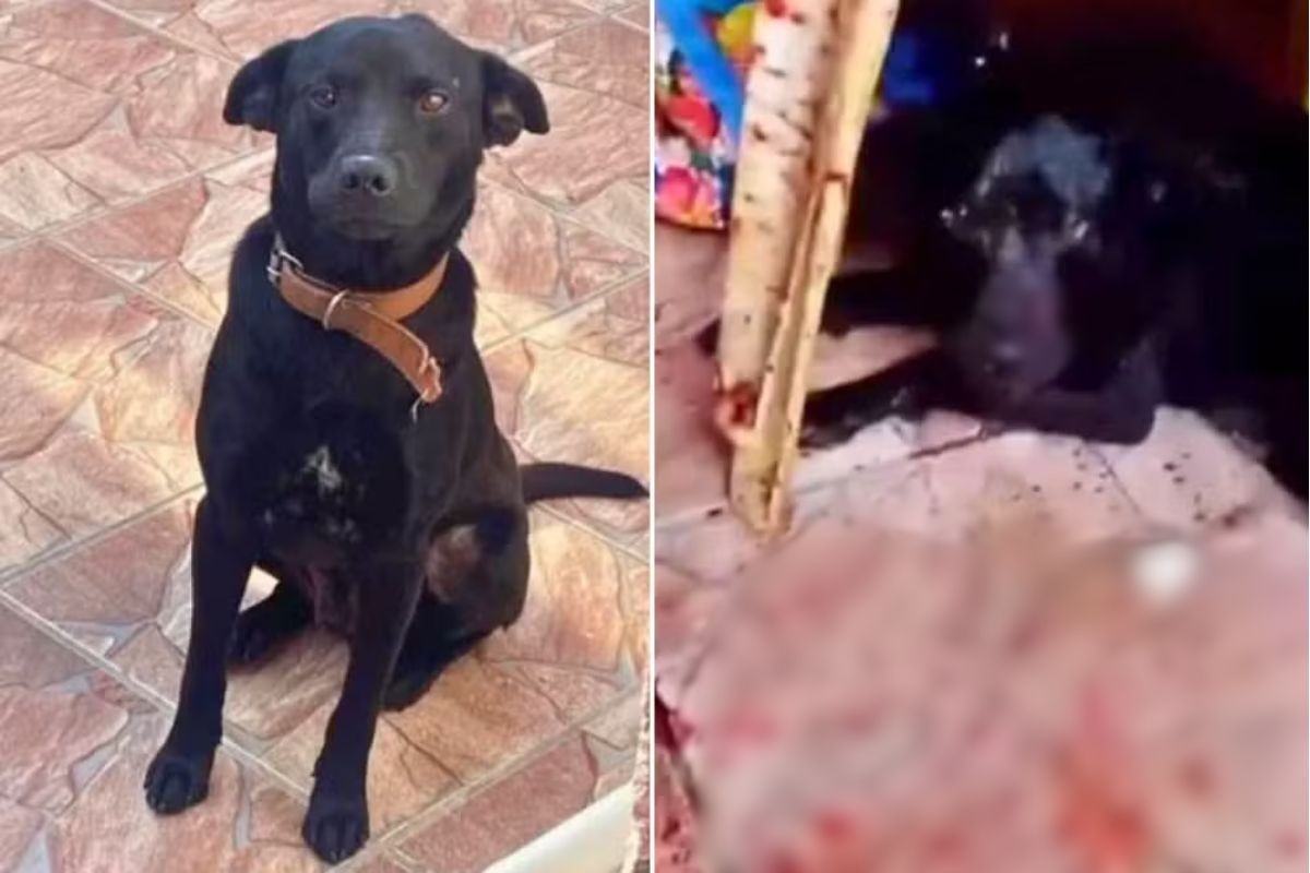 Cachorro é baleado na boca dentro de casa no litoral de SP