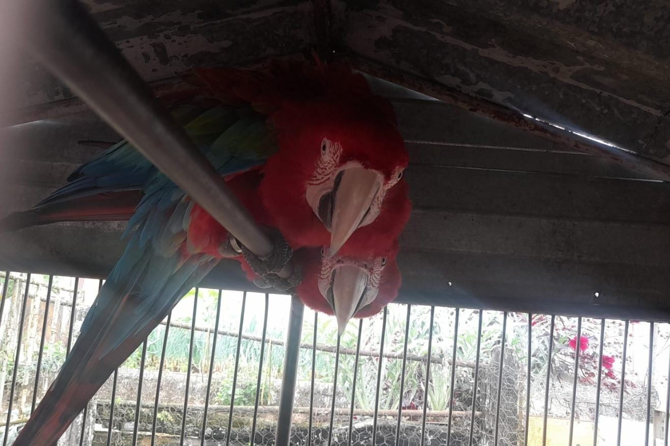 Ameaçados de extinção, araras-vermelhas e papagaios-verdadeiros 
são resgatados de cativeiro em MG