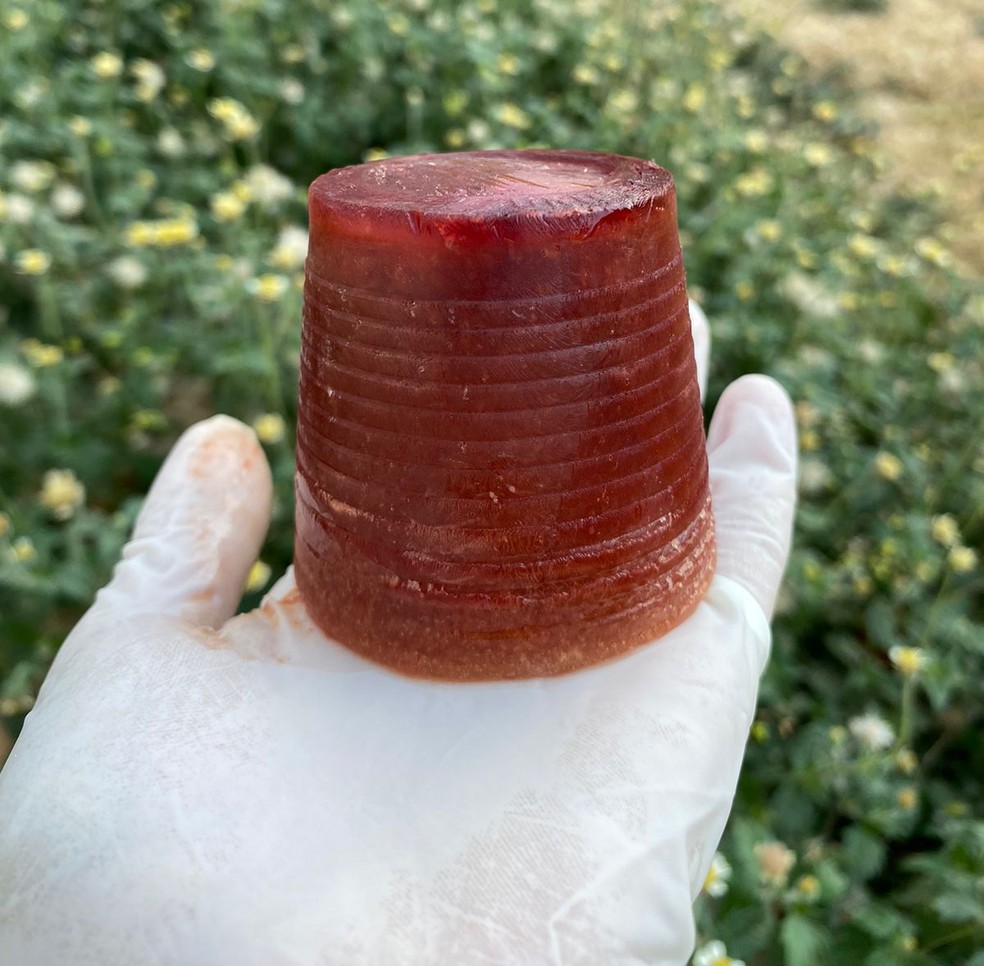 Dependendo do humor do bichado, ela recebe cerca de cinco a sete picols por dia.  Foto: Reproduo 