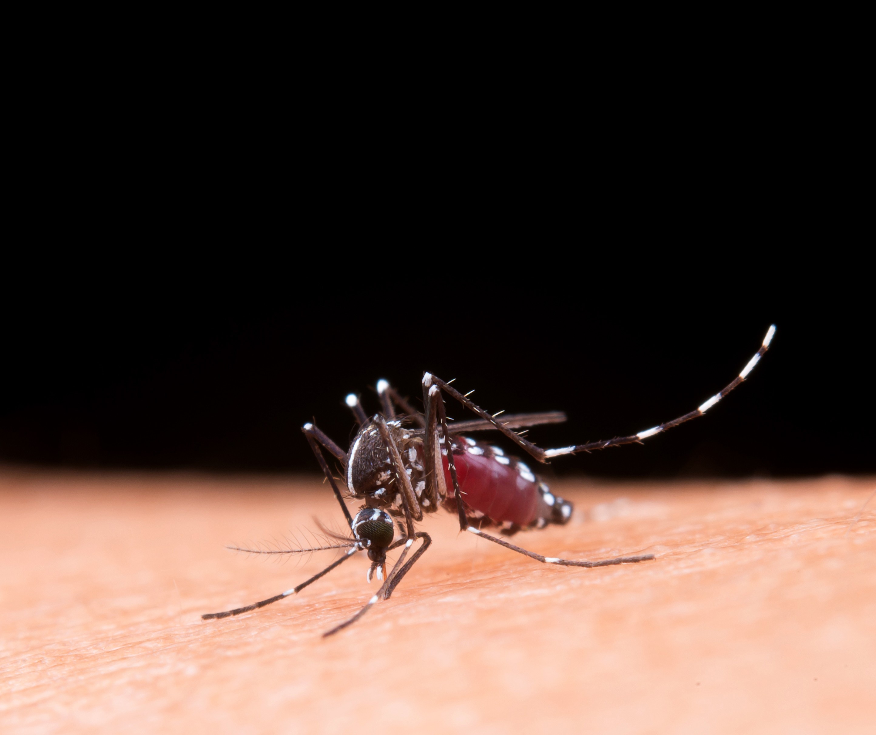 Maceió registra primeira morte causada pela dengue em 2024
