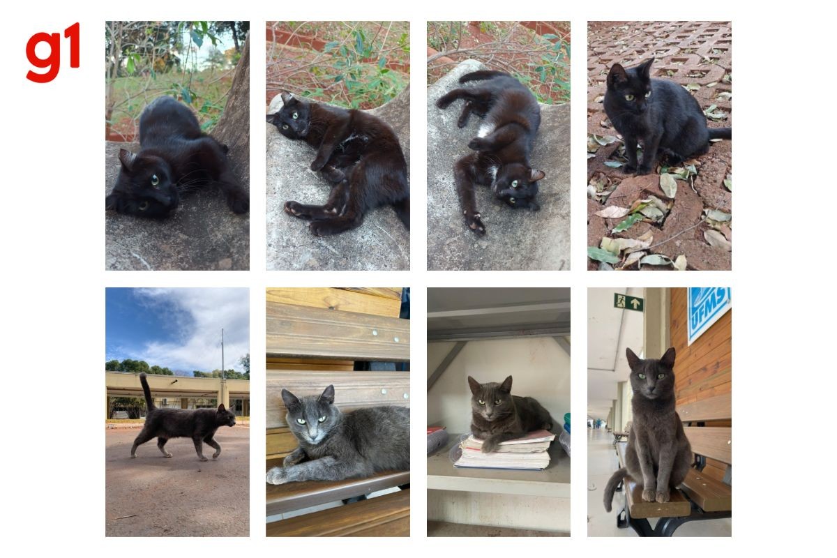 UFMS busca lares para gatos que vivem no campus; saiba como adotar