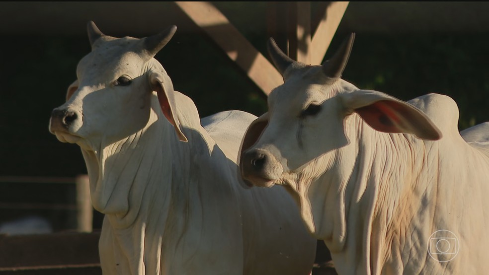 China reconhece que Brasil está livre da febre aftosa e suspende restrições à exportação de carne bovina brasileira — Foto: Jornal Nacional/ Reprodução