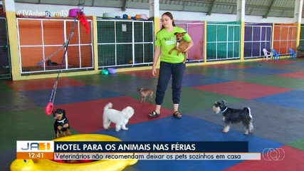 Cresce procura por hotéis para pets no período de férias