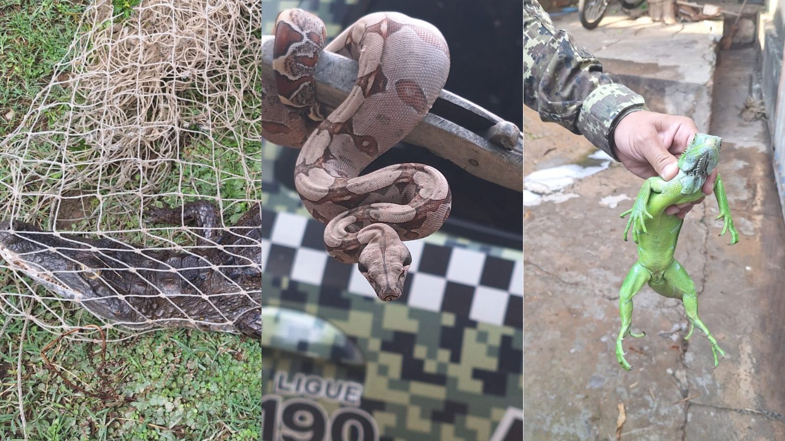 Chuvas aumentam aparição de cobras em Teresina; 108 répteis resgatados em fevereiro