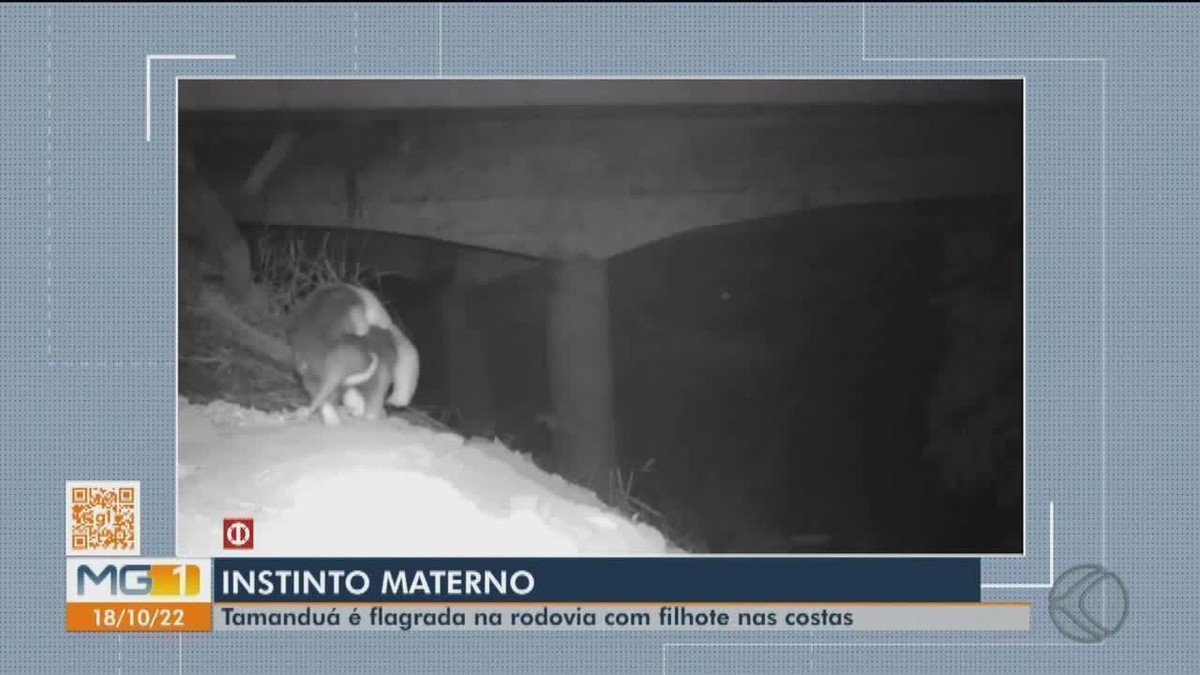 Vídeo: Tamanduá Mirim é resgatado em posto de combustíveis na