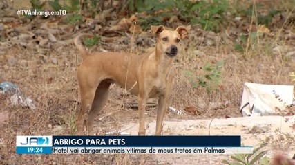 Prefeitura de Palmas vai investir mais de R$ 680 mil em hotel para pets