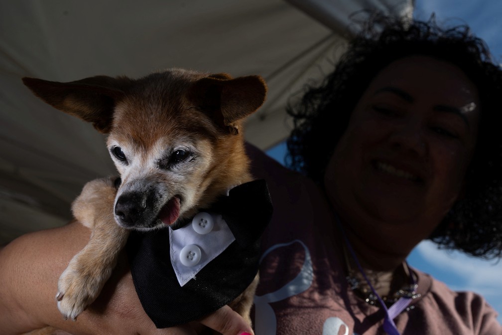 Wild Thang compareceu de black-tie para concorrer na edição 2023 do Cão Mais Feio do Mundo, na Califórnia — Foto: Carlos Barria/Reuters