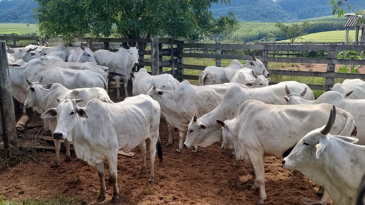 Criminosos furtam cabeças de gado e causam prejuízo de mais de R$ 130 mil em Santa Maria da Serra