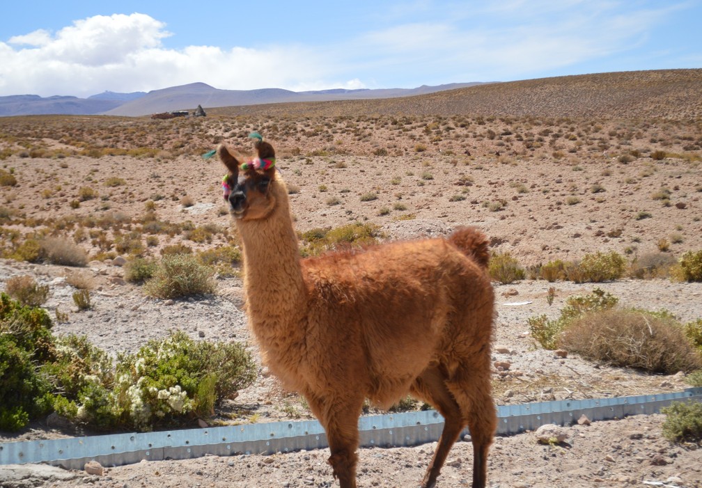 Lhama, animal andino típico, encontrado com frequência na Cordilheira dos Andes e criado pela população local — Foto: Anderson Viegas/g1 MS