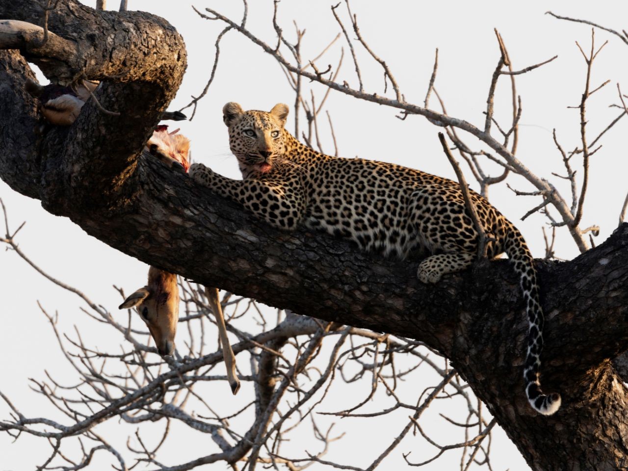 Fotógrafo espera quase 7 horas para registrar leoparda devorando impala em cima de árvore na África do Sul