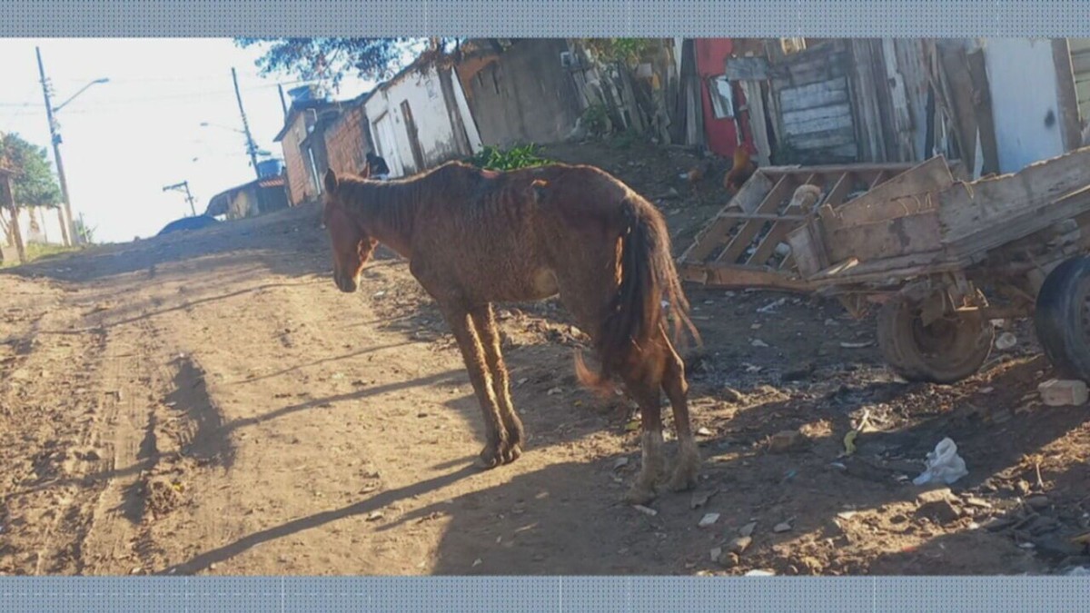 Prefeitura Municipal de Vila Velha: Operação Cavalo de Tróia resgata  animais sob maus tratos na Região 5