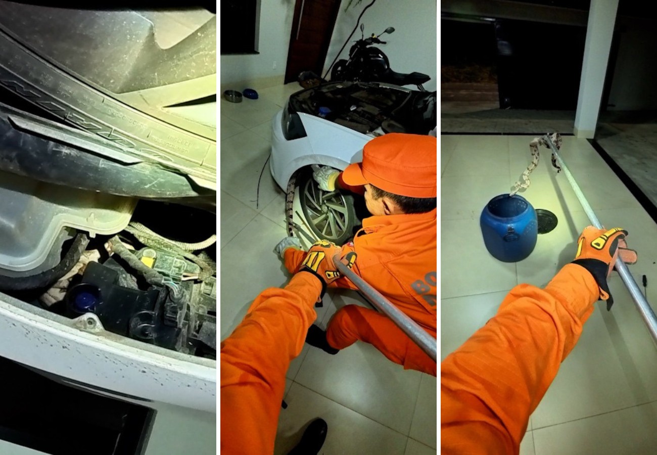 Bombeiros resgatam jiboia escondida em motor de carro estacionado na garagem de casa 