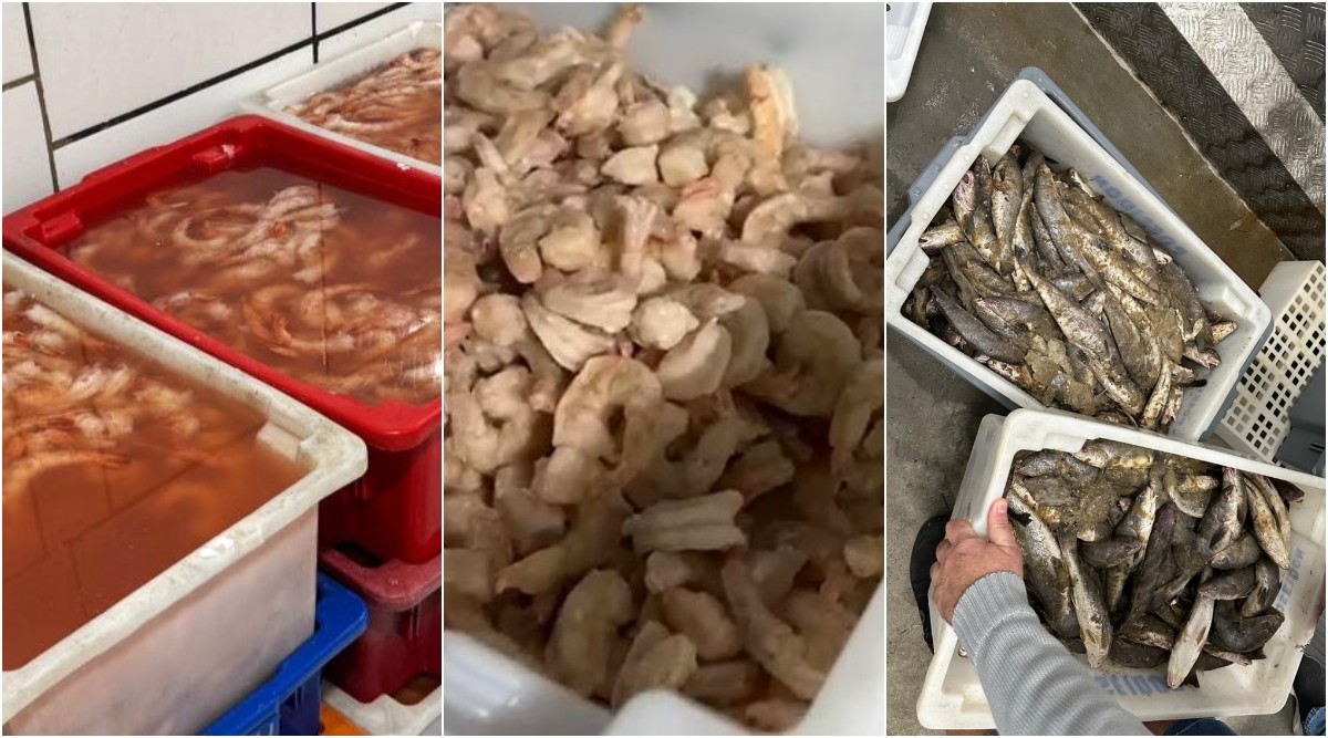 Grupo suspeito de adicionar água em pescados e capturar espécies proibidas é alvo da PF em 7 estados 