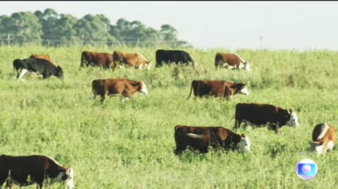 Suspeita de vaca louca em Minas afeta mercado da carne no país : r/brasil