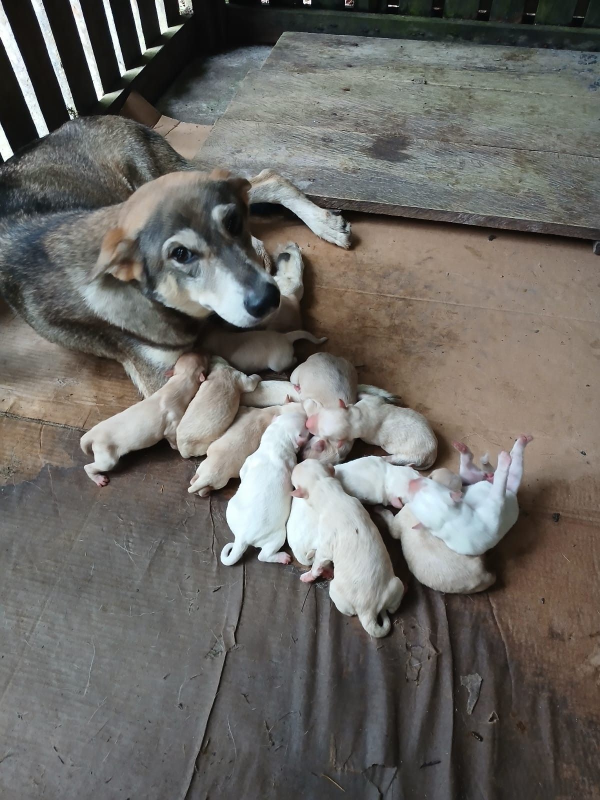 Filhotes de cachorro são resgatados após cinco dias presos sob calçada no Amazonas; VÍDEO