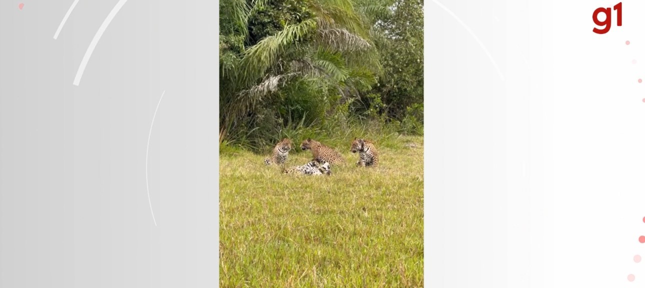 'Cena rara e serena': onças-pintadas são flagradas em bando no Pantanal; veja vídeo