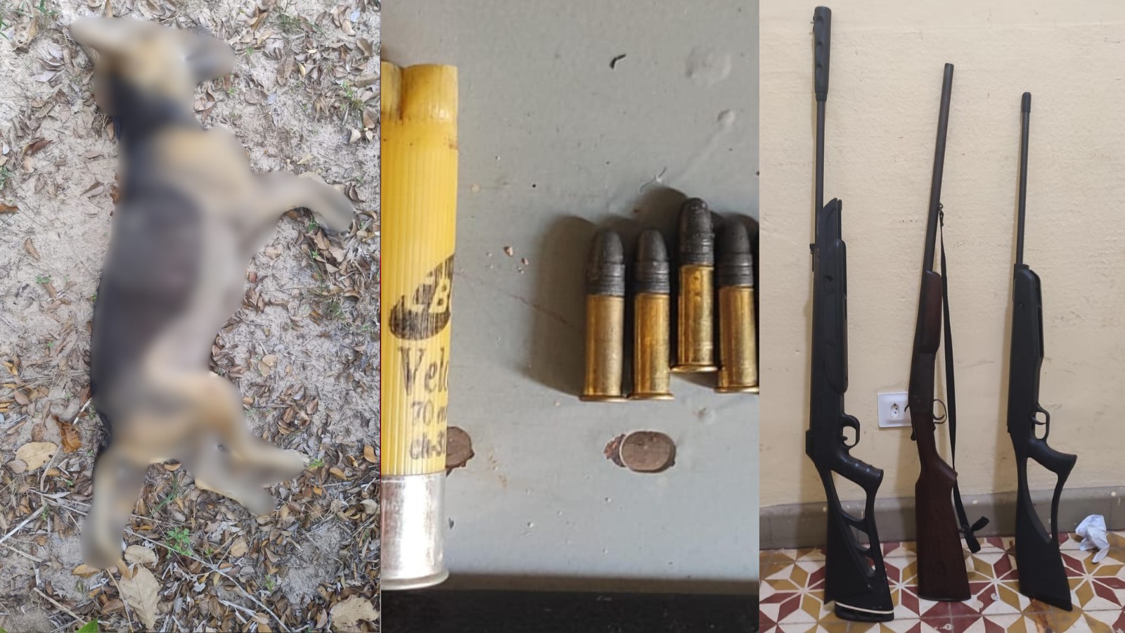 Homem é preso suspeito de matar cachorro a tiros e manter armas ilegais no Piauí