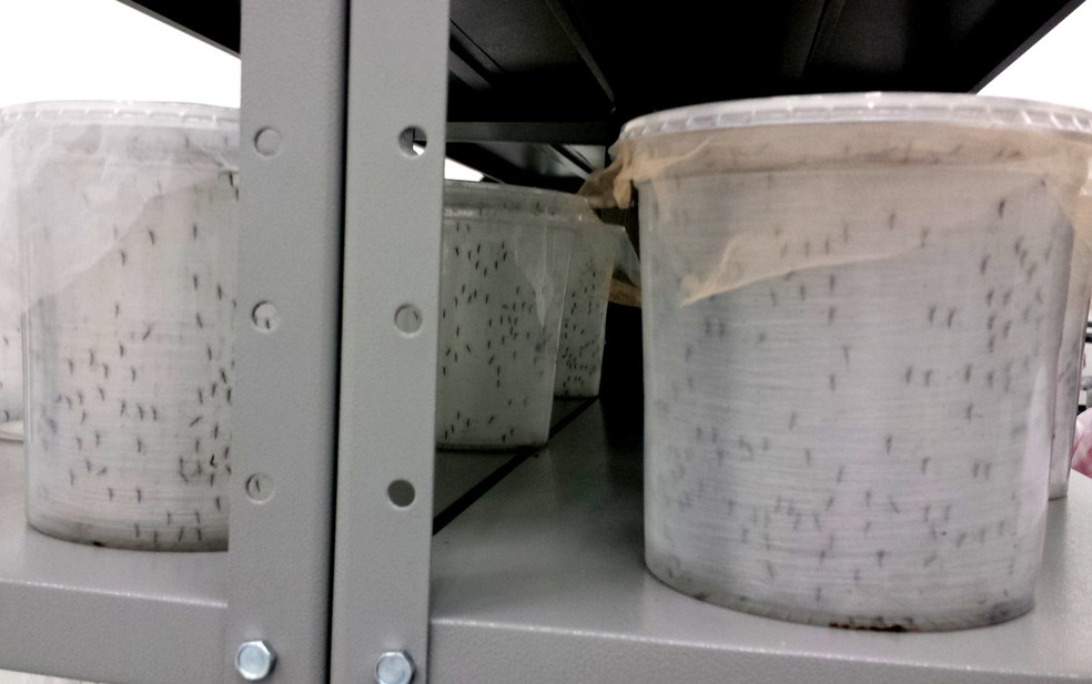 Aedes do Bem em fábrica da Oxitec em Piracicaba antes de serem soltos/Arquivo — Foto: Claudia Assencio/G1