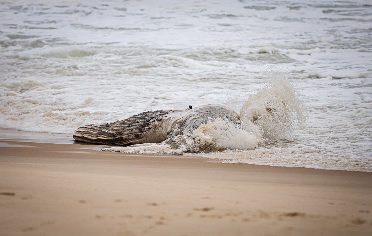 Baleia-jubarte morta é encontrada na areia da praia de Maricá 