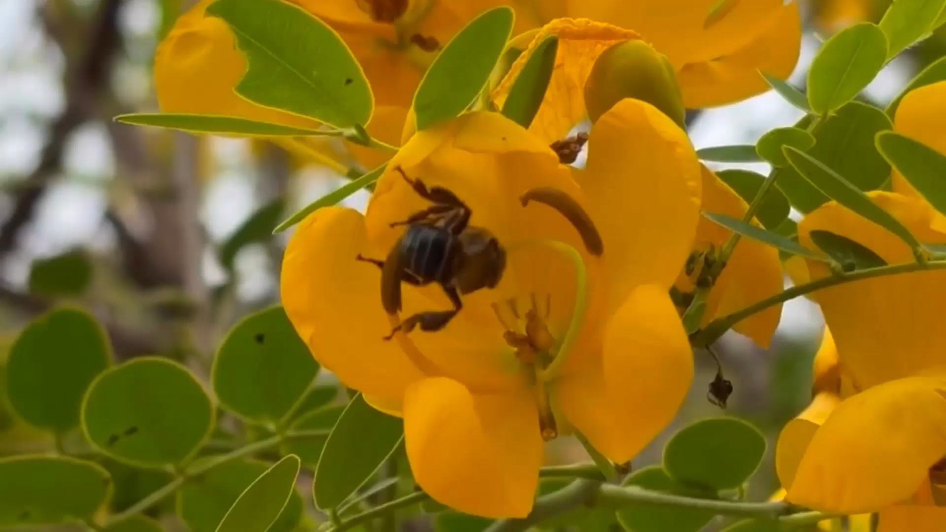 Uruçu-capixaba: conheça espécie de abelha sem ferrão que só aparece no ES e corre risco de extinção