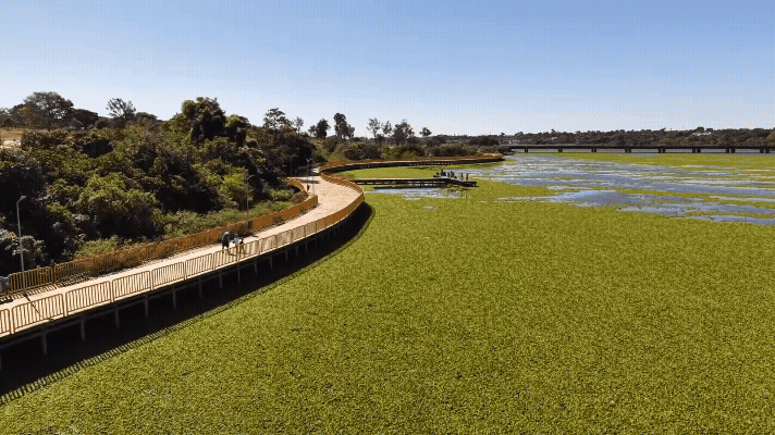 O que são plantas que formam 'tapete verde' em trecho do Lago Paranoá, em Brasília?