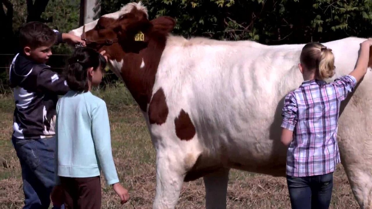 Veja Os Destaques Do Globo Rural Deste Domingo Globo