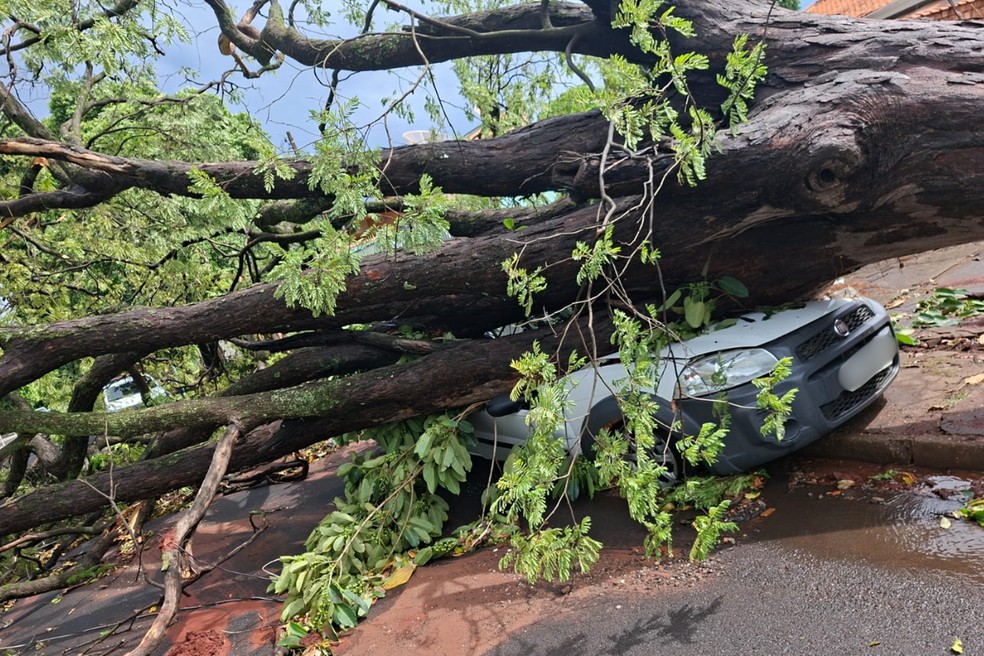 Temporal atinge região e causa queda de árvores em cima de carros em Teodoro Sampaio (SP) — Foto: Reprodução/Defesa Civil