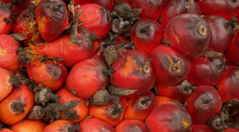Projeto no Pará revoluciona o cultivo de dendê e eleva produção em até 38%; saiba mais