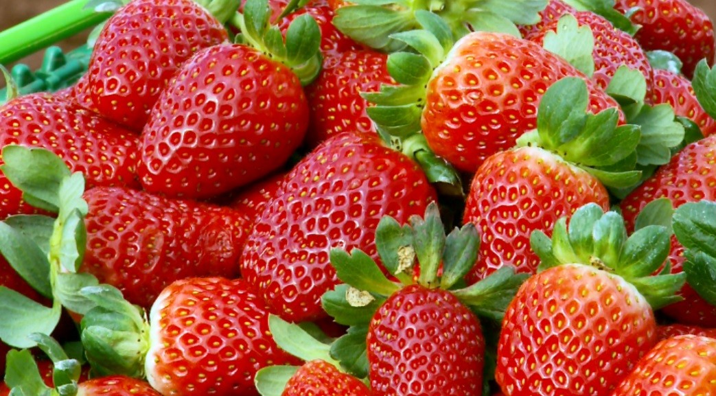 'Morango Agrotech' espera mais de mil visitantes diários em Bom Repouso; confira a programação