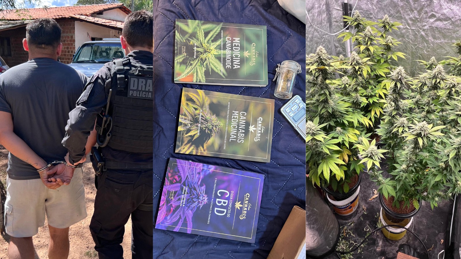 Suspeito de manter estufa de maconha em casa é preso com livros sobre a planta, armas e munições no Piauí