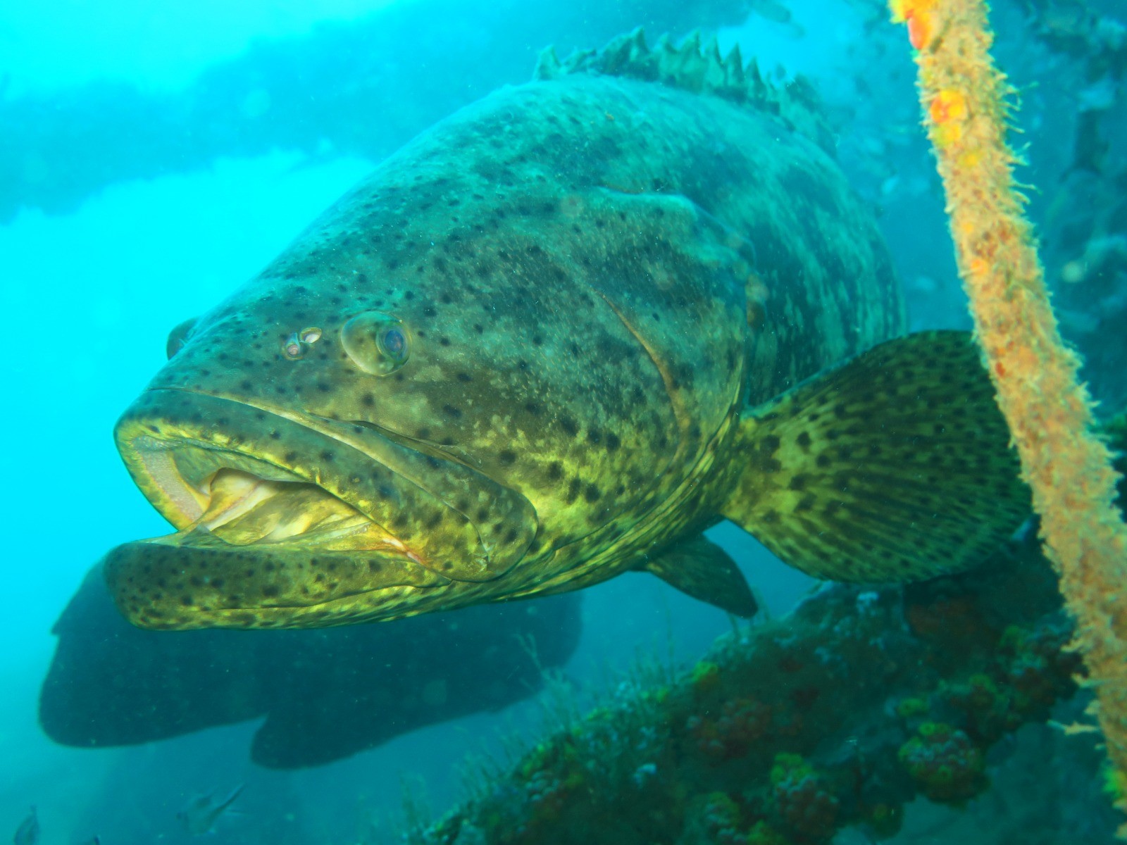 VÍDEO: Alagoas tem 1º registro de cardume de peixe meros; espécie está criticamente ameaçada