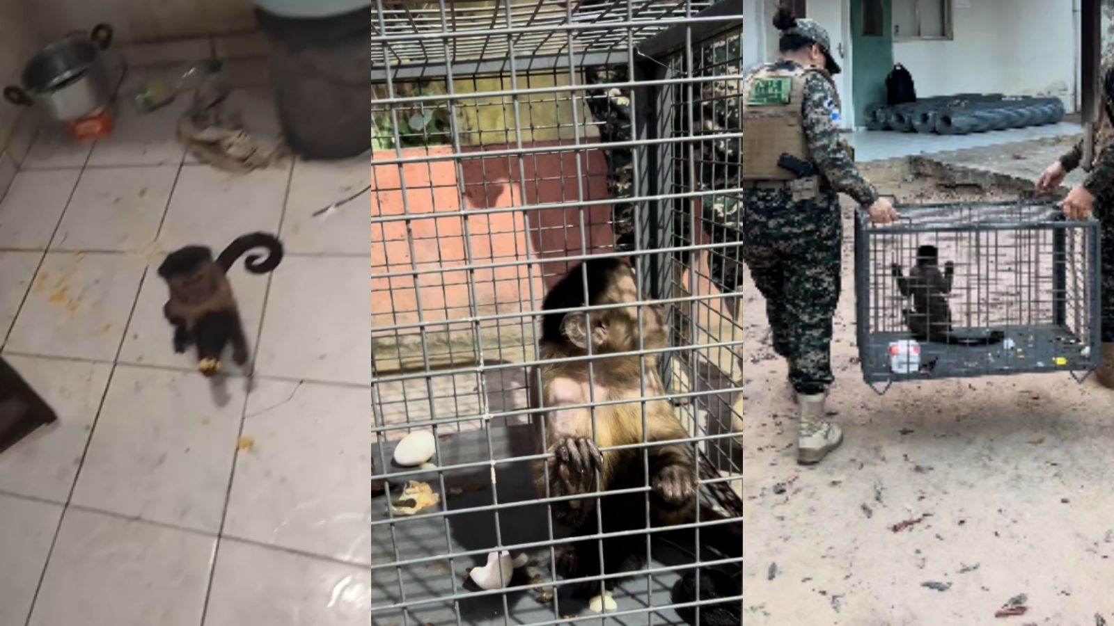Macaco-prego é capturado após invadir casas e causar transtornos em Teresina