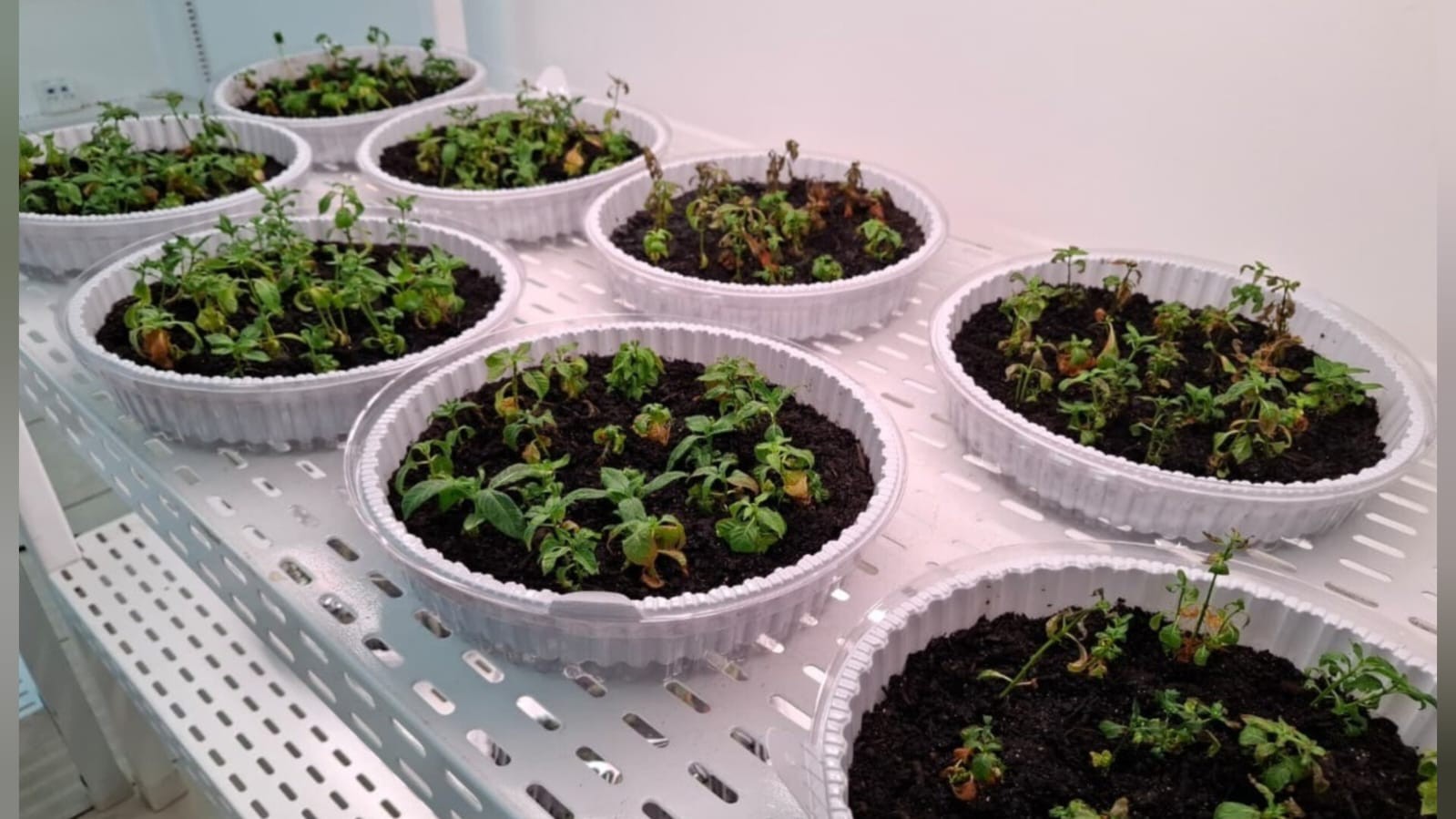 Projeto de Santarém leva ciência e preservação à COP30 com entrega de 500 mudas de unha-de-gato