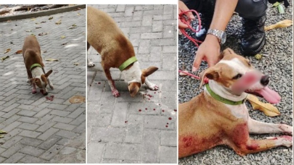 Cachorro comunitário é esfaqueado e sobrevive; suspeito é preso dois meses depois do crime — Foto: Reprodução