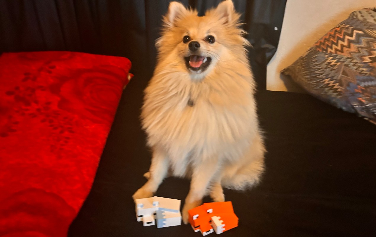 Cupins e pets: veja como proteger seu animal de intoxicações na época das chuvas