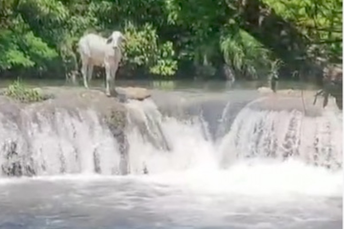 Nelore é flagrado tomando banho de cachoeira em rio cristalino de MS