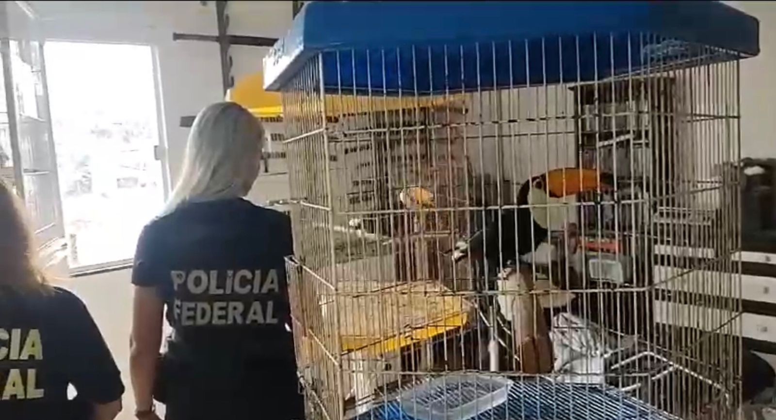 PF e Ibama realizam operação contra crimes ambientais e resgatam aves mantidas em cativeiro