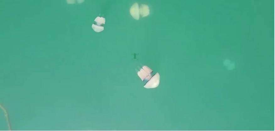 Presença de águas-vivas paralisa a maior usina nuclear da França