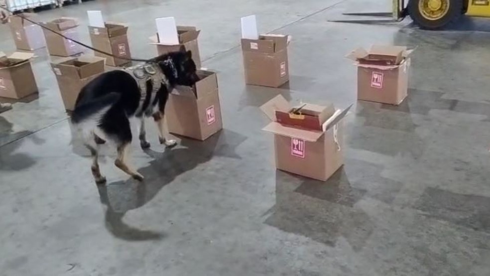 Entorpecente foi localizado durante uma fiscalização de rotina, com a ajuda de um cão farejador. — Foto: Polícia Federal/ Divulgação