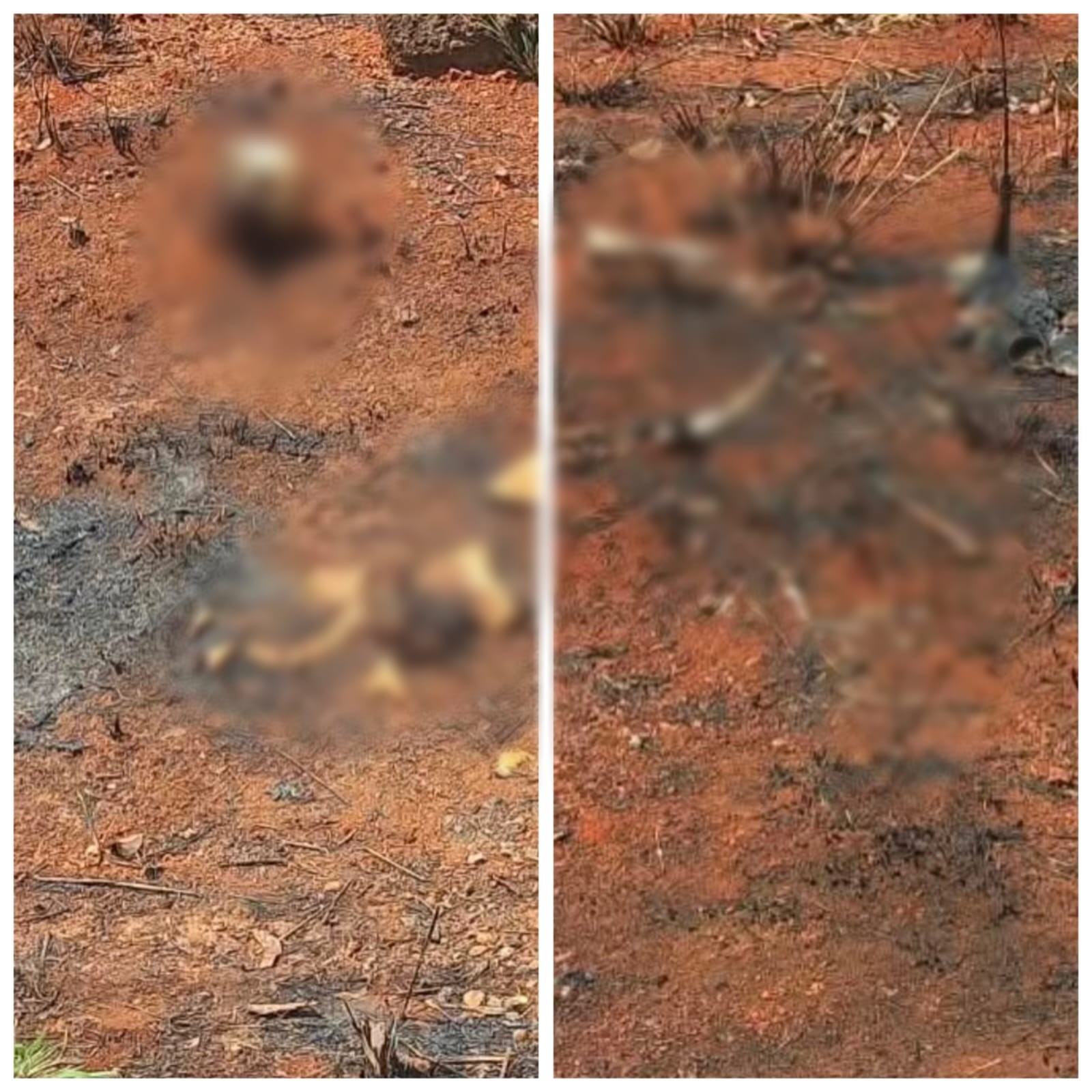 Ossada humana é encontrada em lote vago no Noroeste de Minas – g1.globo.com