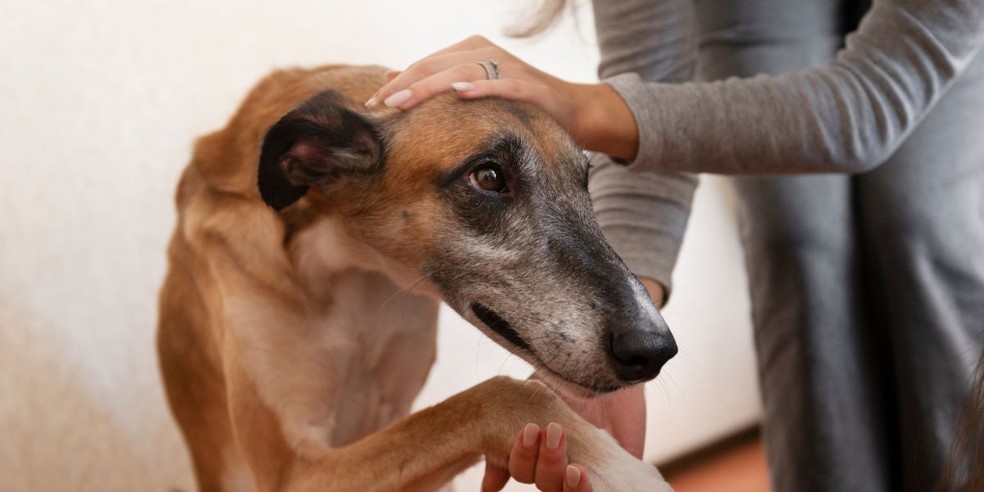Prefeitura de Bauru (SP) facilitou o registro de denúncias de maus-tratos contra animais — Foto: Freepik