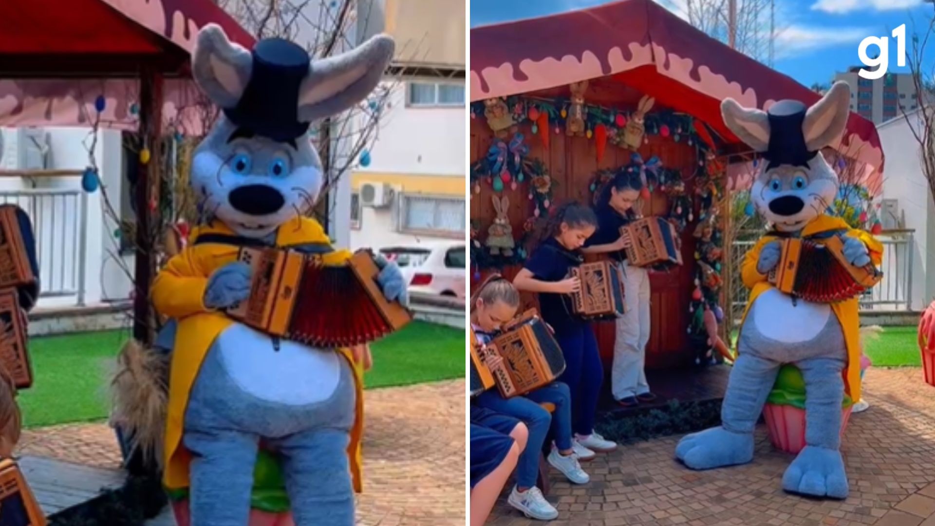 Conheça Félix Cenourinha, o coelho 'gaiteiro' de Marau