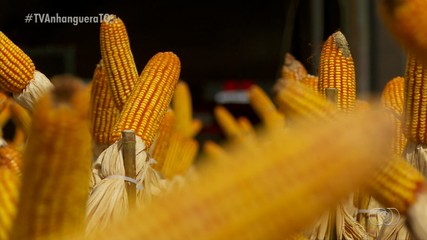Especialista explica animação com a safrinha no Tocantins
