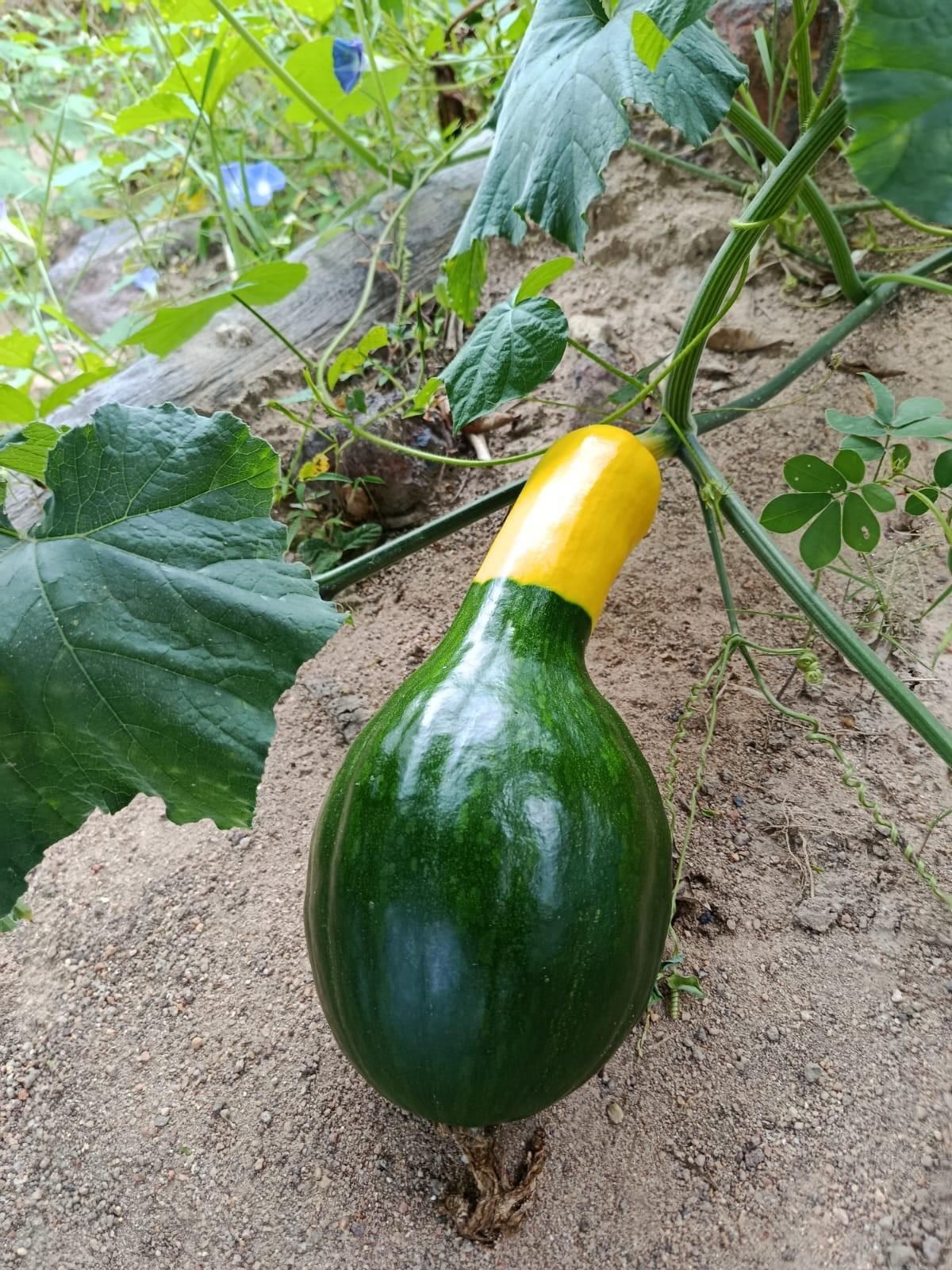 Jerimum verde e amarelo chama atenção de moradores