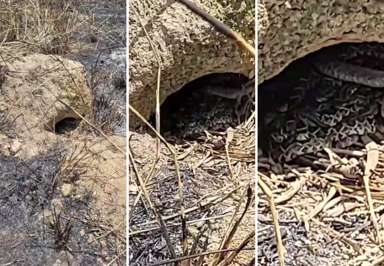Menino de nove anos sai para passear em córrego e encontra ninho cheio de filhotes de cascavel no Tocantins; VÍDEO