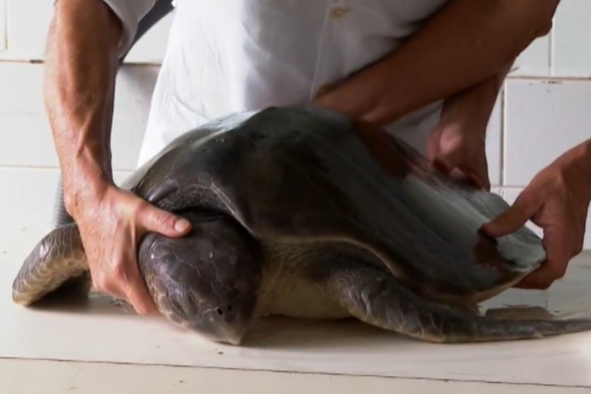 Corpo de menor tartaruga marinha do Brasil viaja de avião da Bahia até SP e vira exposição em museu