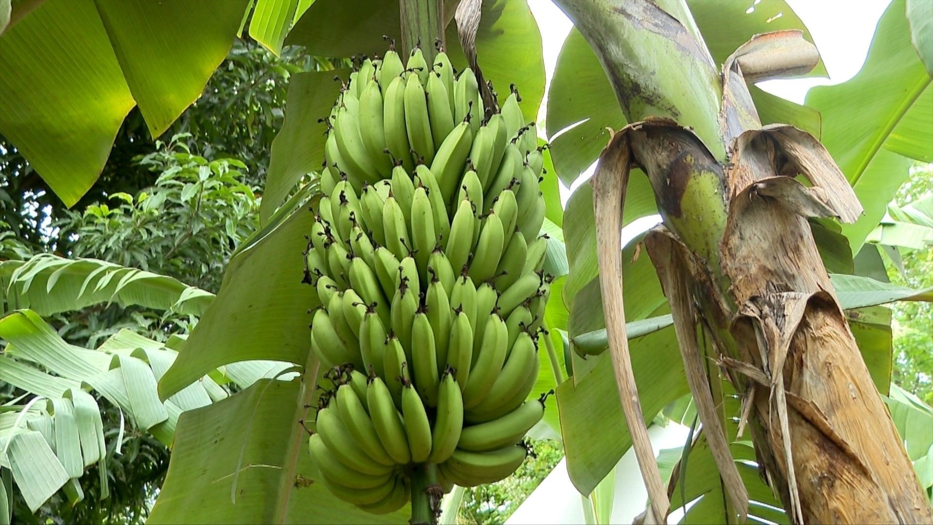 Conheça espécie de banana importada que produz frutos mais doces e cachos mais pesados no ES