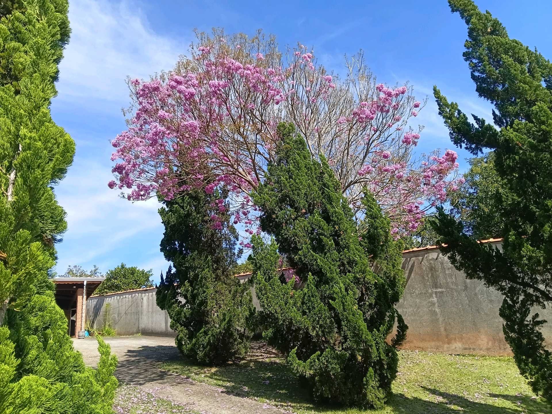 Ipê-rosa nos Alpes do Bom Jesus, em Bom Jesus dos Perdões. — Foto: Cristiane da Silva/Vanguarda Repórter